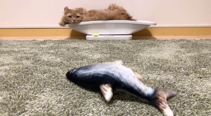 むぎちょこのインスタグラム