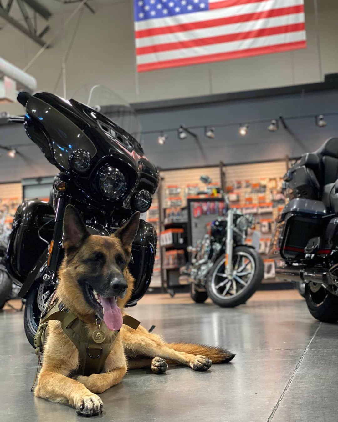 ロバート・パトリックさんのインスタグラム写真 - (ロバート・パトリックInstagram)「Hanging with my best friend all day today @santaclaritaharley #germanshepherd #dog #dogsofi̇nstagram #germanshepherds #ride #fathersday #gifts #santaclarita」6月20日 5時06分 - ripfighter