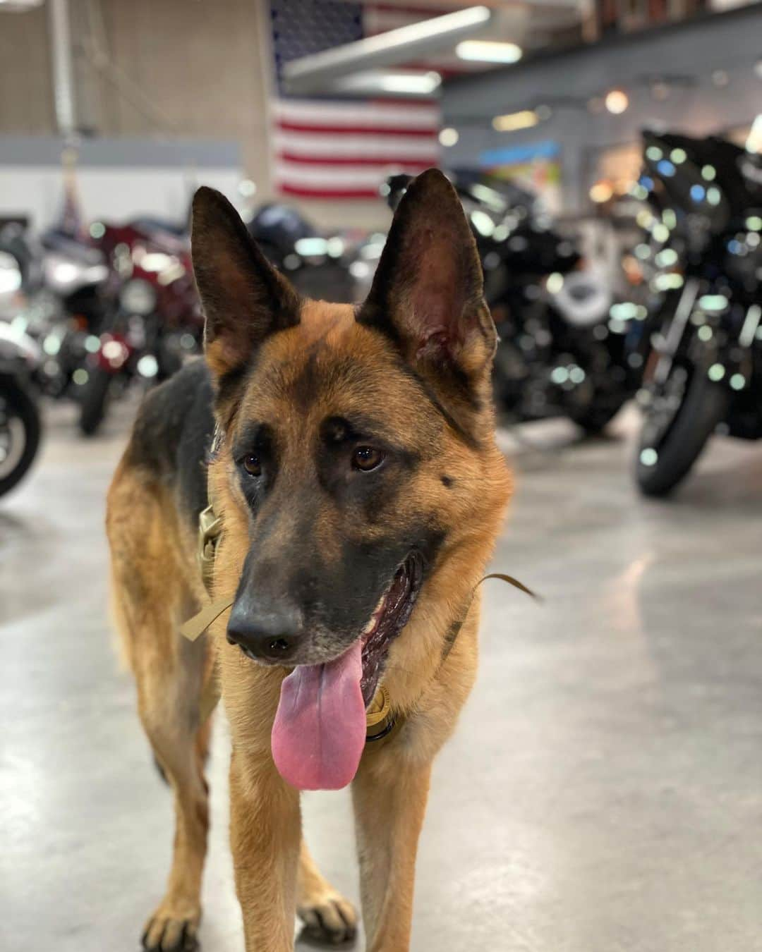 ロバート・パトリックさんのインスタグラム写真 - (ロバート・パトリックInstagram)「Hanging with my best friend all day today @santaclaritaharley #germanshepherd #dog #dogsofi̇nstagram #germanshepherds #ride #fathersday #gifts #santaclarita」6月20日 5時06分 - ripfighter