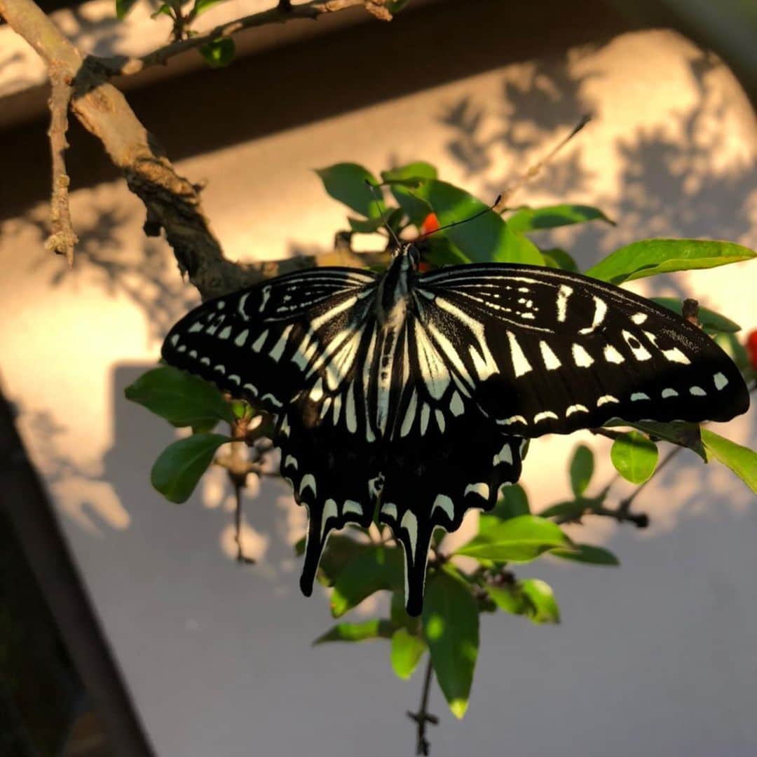 Baekのインスタグラム：「My baby Caterpillar becomes a Butterfly !! この前見つけて幼虫から家で観察していた鳳蝶が今朝さなぎから羽化して蝶々になりました。  羽が傷つく前に幼虫を採集した場所にさっそく戻してあげました。 初めての観察でしたが綺麗に羽化してくれてほんとにうれしかったです！  まだどきどき💓💭😳🦋」