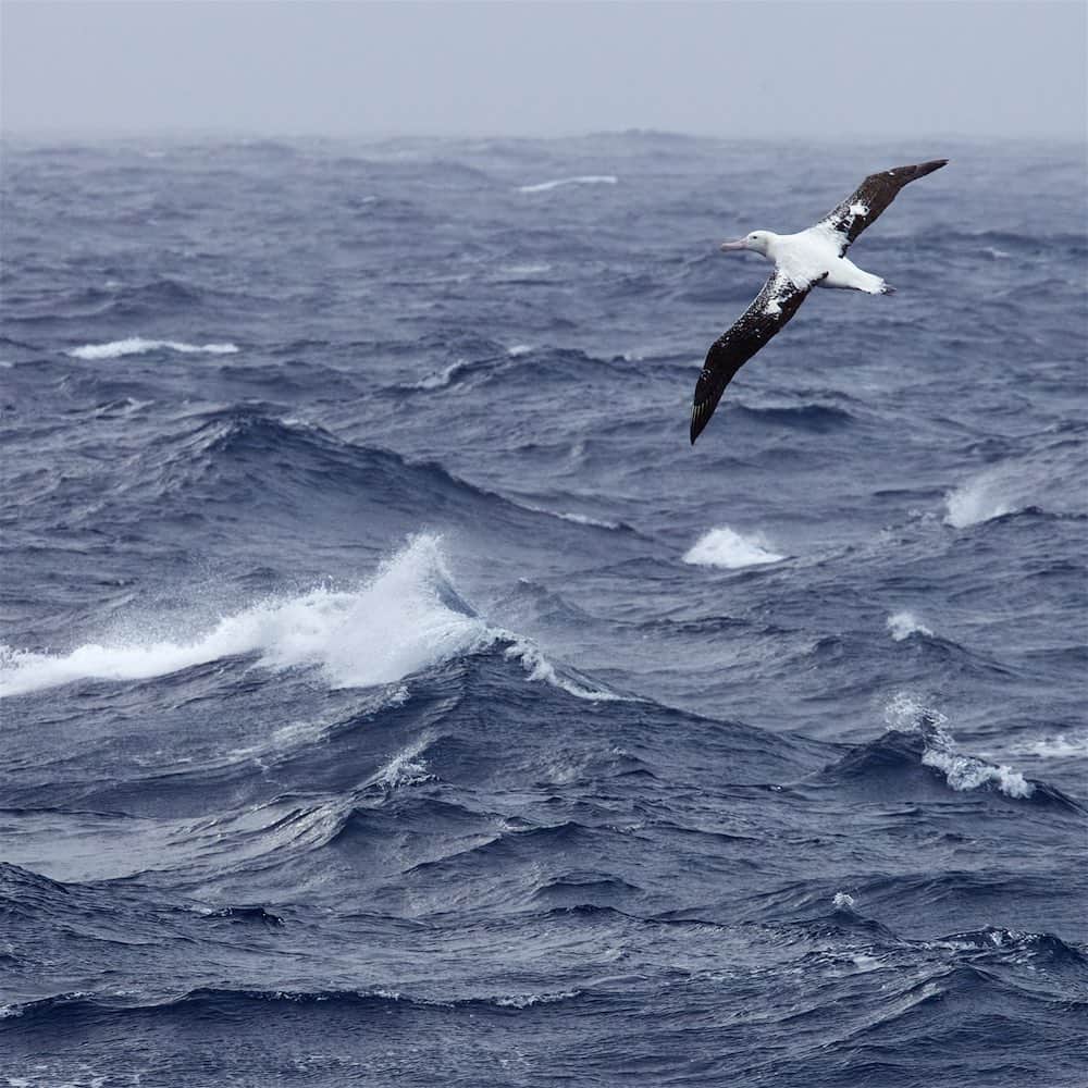 Tim Lamanさんのインスタグラム写真 - (Tim LamanInstagram)「Photos by @TimLaman.  Happy World Albatross Day…. provided me a splendid excuse for a dive into the archives bringing back fond memories of my ten times crossing the Drake Passage on voyages to and from Antarctica.  When it was windiest I always tried to be on the back deck, hoping for a glimpse of one of the world’s most amazing birds, the Wandering Albatross.  With the longest wingspan of any bird (up to 3.5 Meters = 11.6 ft), they can remain aloft for hours without ever flapping their wings, and are a true thrill to watch riding the air.  Here are a few of my favorite shots – Enjoy!  Sadly, while we honor the magnificence of these birds today, we also need to be reminded of the ongoing conservation crisis they face, with interaction with fishing gear being a major issue.  Please try to get informed, and do what you can to help!  #WorldAlbatrossDay #WanderingAlbatross #Albatross #DrakePassage #Antarctica」6月20日 6時02分 - timlaman
