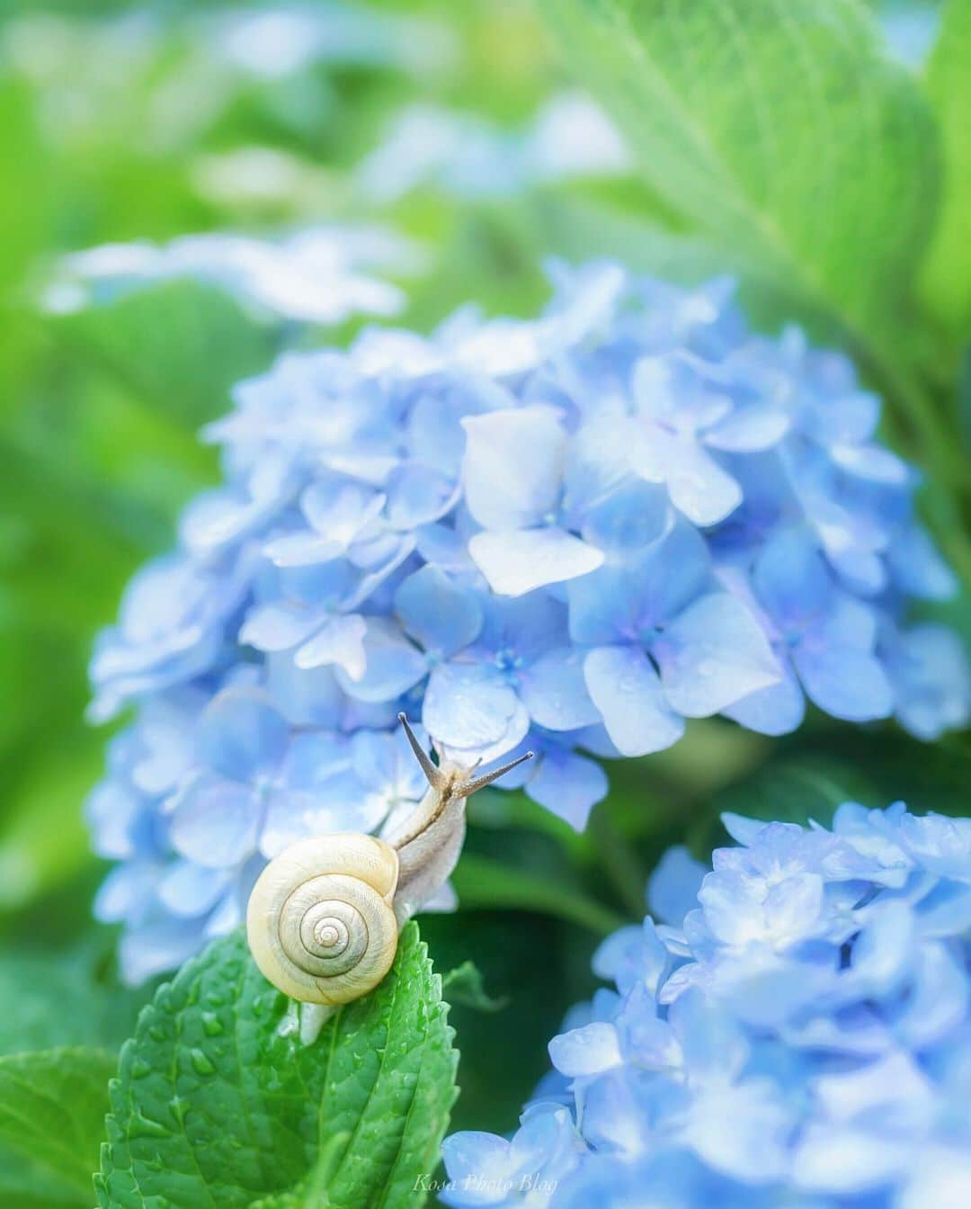 コサさんのインスタグラム写真 - (コサInstagram)「紫陽花日和🐌 雨上がりは、でんでん虫チャンスですね 紫陽花とベストマッチ〜♪ . Location:大阪 Osaka / Japan🇯🇵 Date:2020.6.13 . #紫陽花 #でんでん虫 #macro_brilliance #Majestic_Macros #9Vaga_Macro9 #Macro_vision #top_macro #igbest_macros #bns_macro #ip_blossoms #はなまっぷ #私の花の写真 #wp_flowers #ip_for_blossoms #Japan_Daytime_View #light_nikon #1x_japan #Rox_Captures #sorakataphoto #広がり同盟メンバー #art_of_japan_ #tokyocameraclub #dpj_member #カタツムリ #IG_PHOS #photo_jpn #ptk_japan #pt_life_ #bestjapanpics #special_spot_vip」6月20日 6時38分 - kosa_photo