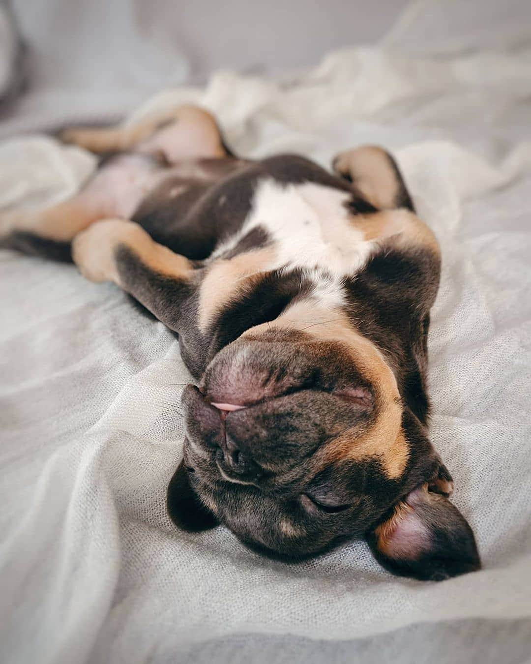 French Bulldogさんのインスタグラム写真 - (French BulldogInstagram)「🌙💛Convinced my Hoomans that I also belong on their bed! Mission Accomplished!! 💛🌙 @mallko_the_frenchie . . . . . #frenchie #frenchbulldog #frenchieoftheday #dog #frenchiesofinstagram #fransebulldog #blueandtanfrenchbulldog #blueandtanfrenchies #petstagram #petsofinstagram #blueandtanfrenchie #puppy #puppylove #puppiesofinstagram #bulldogfrances #frenchiefanatics #frenchiefever #frenchieface #batpig #ilovemyfrenchie #frenchiesgram #batpigs #batpigdog #instafrenchie #instafrenchbulldog #frenchiepuppy #frenchielove #frenchbulldoglife #dailyfrenchie #french_bulldogs」6月20日 6時37分 - frenchie.world