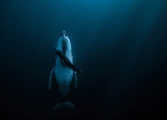 ピッタ・タウファトフアさんのインスタグラム写真 - (ピッタ・タウファトフアInstagram)「This amazing image taken in Tonga has won the prestigious HIPA photography award. The shot  taken by Jasmine Carey shows a two week old baby humpback and it’s sleeping mother. Humpbacks frequent the pristine Tonga waters and are one of the many reasons I find conservation of the Pacific Ocean so important. They never truly sleep, being able to shut off a section at a time of their brain to rest.  Speaking about the image, Jasmine said that rain was falling while they slept, gently lulling them. "As we floated and watched them, the sound of the rhythm faded just a little and the ocean calmed just enough for the tranquil pair to rise up, meeting the light rays just starting to break through the surface." @pxlexplorer  #tonga #photography #photographer #humpback #humpbackwhale #serenity #peace #naturephotography #naturelover #oceanlife #nature」6月20日 7時14分 - pita_tofua