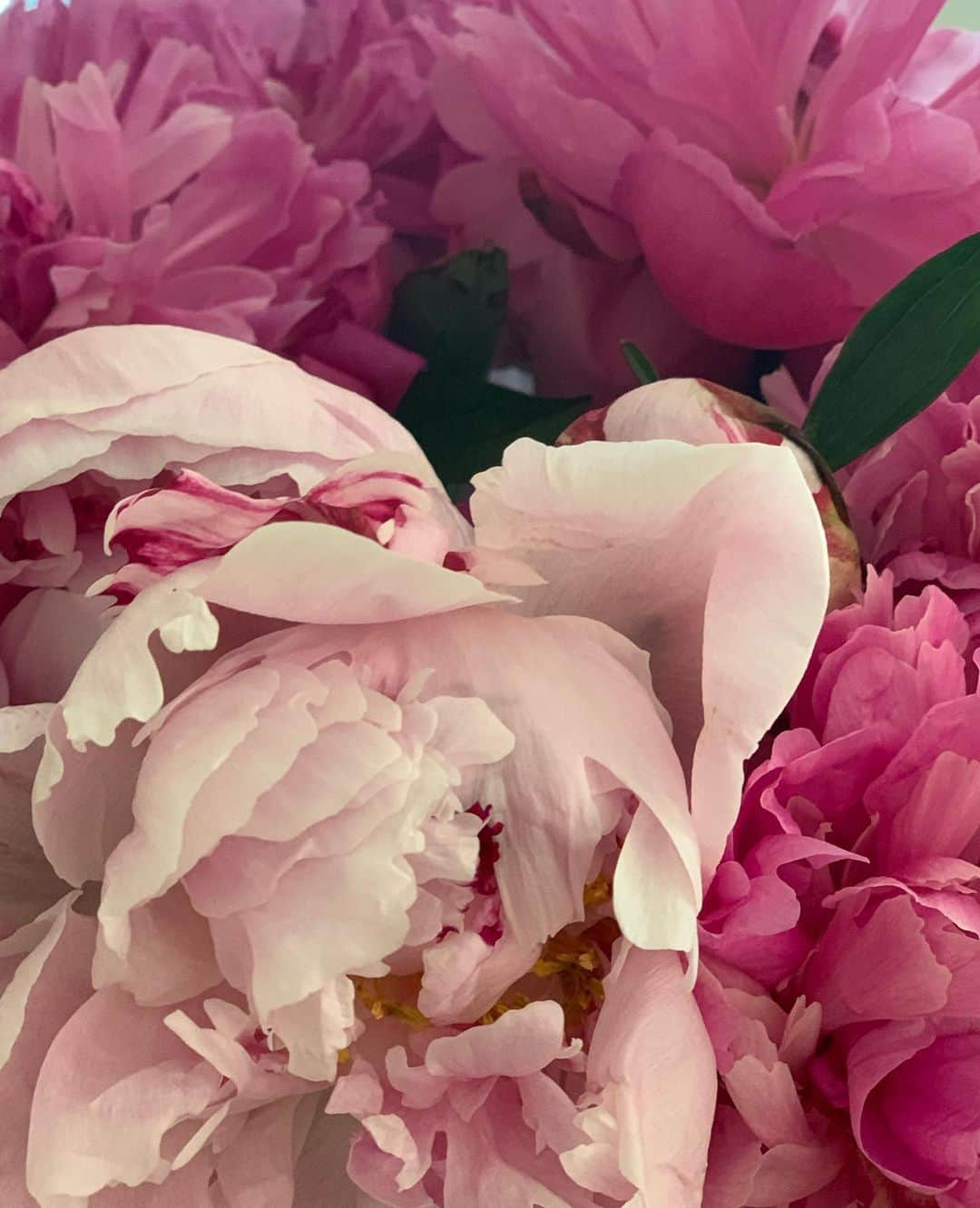 アナベス・ギッシュさんのインスタグラム写真 - (アナベス・ギッシュInstagram)「Peonies Peonies Peonies. My favorite. Thanks @epagac 🌸🌸🌸🌸🌸🌸」6月20日 7時10分 - annabeth_gish