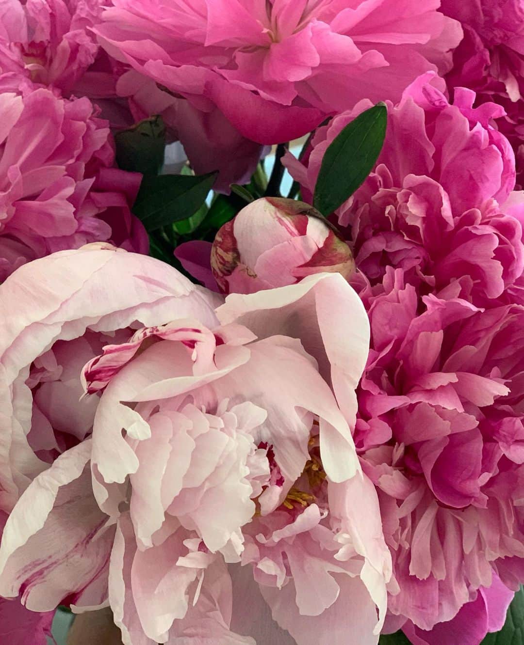 アナベス・ギッシュさんのインスタグラム写真 - (アナベス・ギッシュInstagram)「Peonies Peonies Peonies. My favorite. Thanks @epagac 🌸🌸🌸🌸🌸🌸」6月20日 7時10分 - annabeth_gish