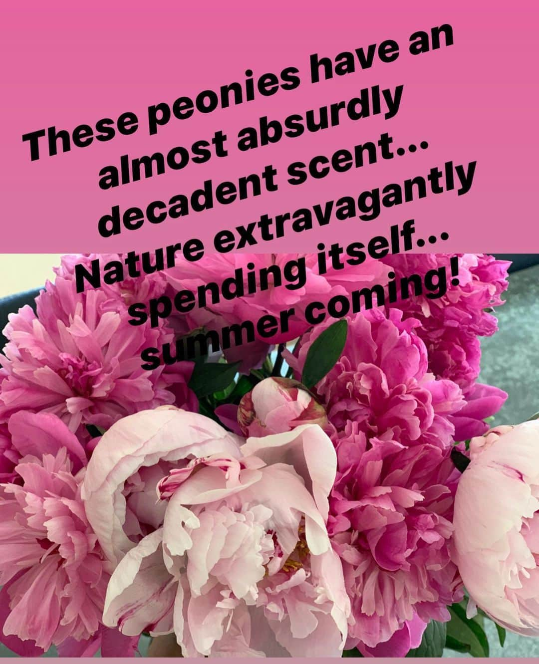 アナベス・ギッシュさんのインスタグラム写真 - (アナベス・ギッシュInstagram)「Peonies Peonies Peonies. My favorite. Thanks @epagac 🌸🌸🌸🌸🌸🌸」6月20日 7時10分 - annabeth_gish