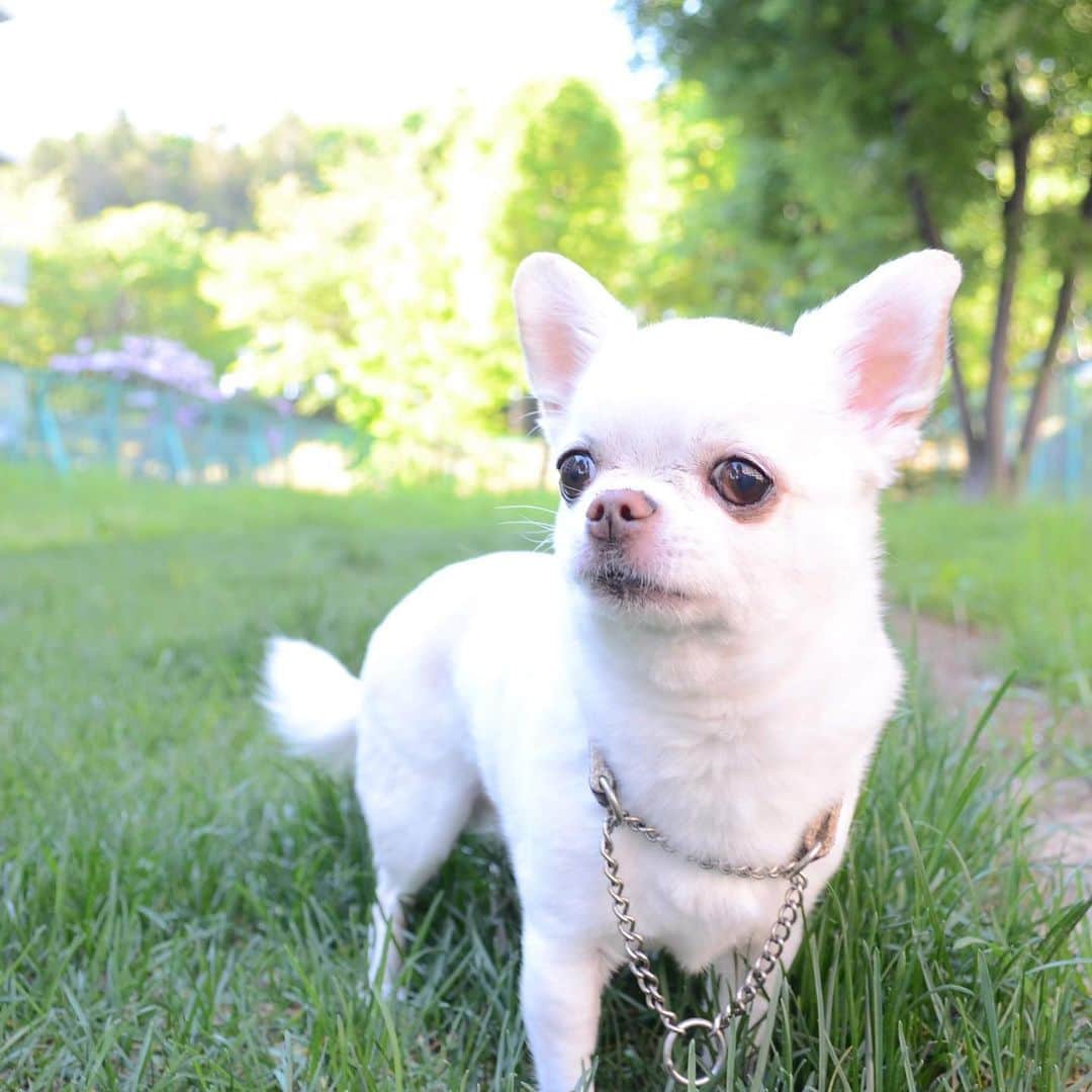 KORIKIのインスタグラム：「おはようございます♪ * #dogofsapporo #dog, #dogs, #dogstagram,#chihuahua,#犬バカ部,#チワワ,#koriki, #hanadog #白スムチ連合会, #スムチー,  #dogofthedayjp, #dogoftheday  #ilovemydog #instadog #instapet #WhiteChihuahua  #吉娃娃 #치와와  #dogsofinstagram #Chihuahualover  #ชิวาวา #チワワの輪 #barkbox #WhiteChihuahuaParty #もふもふモフモフ」