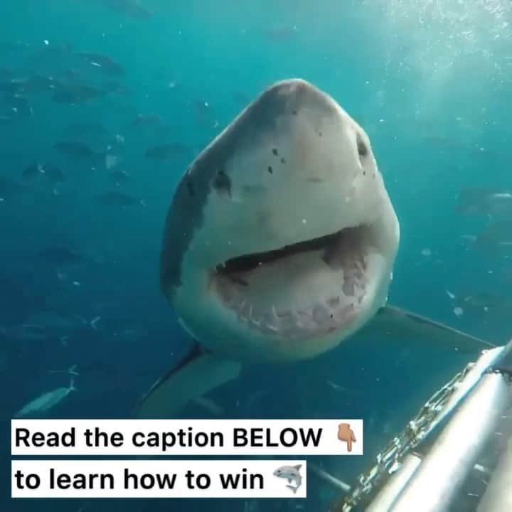 WildLifeのインスタグラム：「WIN A RETURN TRIP TO GO SHARK CAGE DIVING IN AUSTRALIA with @calypsostarcharters! flights and accommodation included, To WIN:  1.GO Follow: @discoversharkstours and also follow every account they are following (it only takes 20 seconds to follow all 22 accounts)  2. Like this post  3. Tag a friend (1 tag = 1 entry, enter as many times as you wish). 4. (Bonus) Share this post on your IG Story for an additional entry!  The winner will be chosen randomly ‪on July 25th 2020 & announced on @discoversharkstours account.  Please Note: This sweepstake is in no way sponsored, administered, or associated with Instagram, PayPal, TransferWise, or any Brands in the contest images. By entering, entrants confirm they are 18+ years of age, release Instagram of responsibility, and agree to Instagram's term of use.  #giveaway #giveawaycontest #giveaways #greatwhitesharks #greatwhiteshark #cagediving #tiburonblanco」