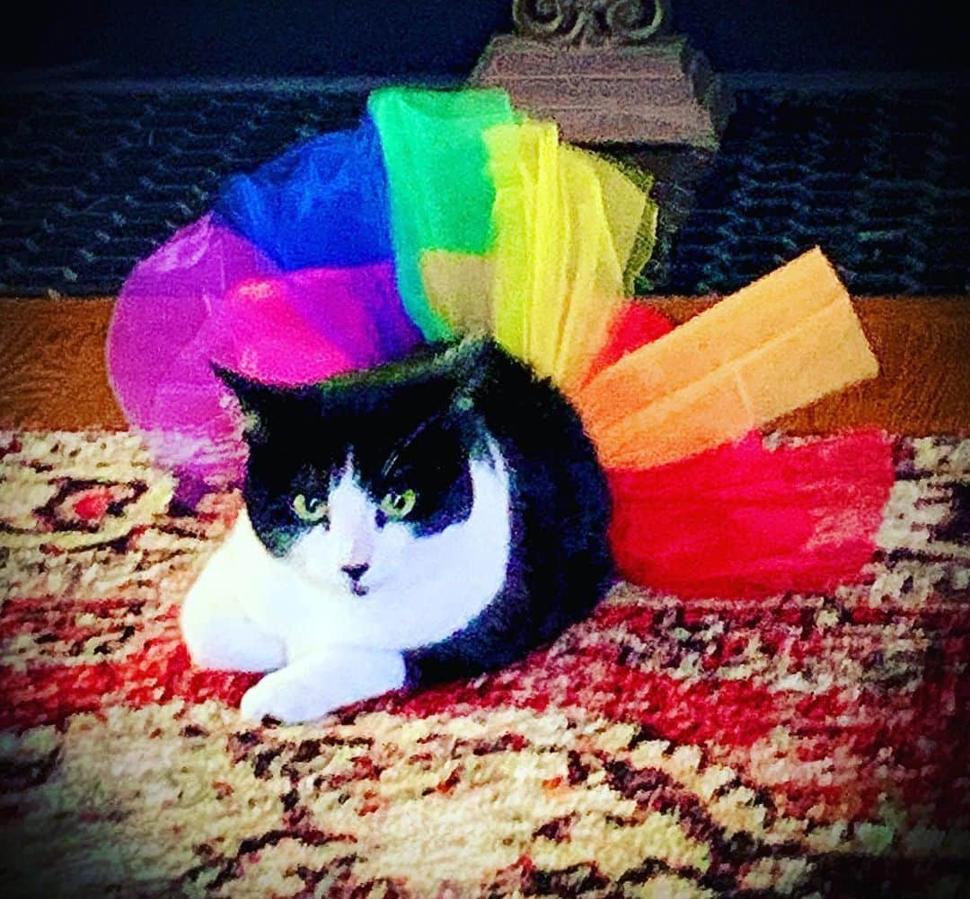 レイチェル・ボランさんのインスタグラム写真 - (レイチェル・ボランInstagram)「Lovey is all dressed up to celebrate @pride @nashvillepridefestival #live #life #love #unity #follow #cat #cats」6月20日 7時58分 - officialrachelbolan