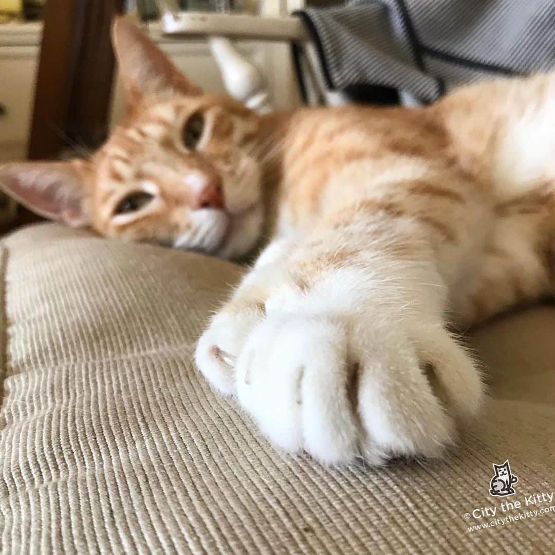 City the Kittyさんのインスタグラム写真 - (City the KittyInstagram)「TGIF! 🐾 It’s been a long week. 😿 #overthis #stopdeclawing #tgif」6月20日 7時59分 - citythekitty