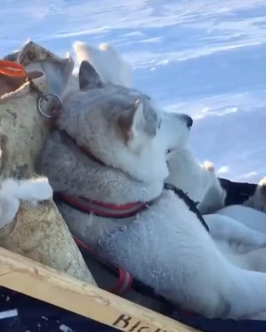 husky and malamuteのインスタグラム：「Husky king？😂」