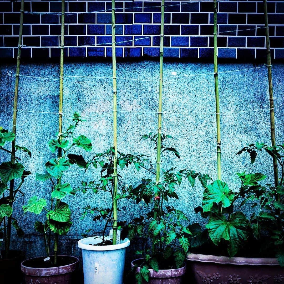 江田由紀浩のインスタグラム：「鉢並べて、竹さして、紐でなんかして、あー、青いタイルもいいねえ。笑 こーゆーのも懐かしいなー。 #札幌市西区 #八軒 #散歩 #鉢 #竹 #紐 #青 #タイル」