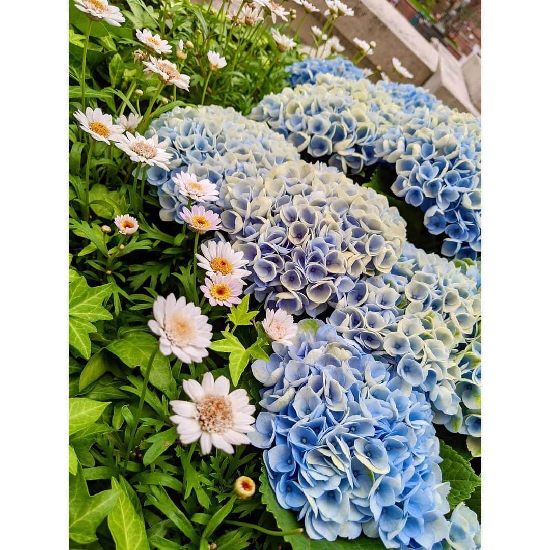 VANRIのインスタグラム：「* 青々とした緑を見ると心も潤う今日この頃 #hydrangea #紫陽花 #rainyseason #梅雨」