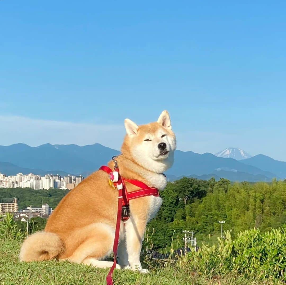 てんパパさんのインスタグラム写真 - (てんパパInstagram)「久々、清澄青空。 富士山残雪、消滅間際。 #朝んぽ　#世界遺産と天然記念物　#丘の上のてん」6月20日 8時29分 - tenchan.shiba