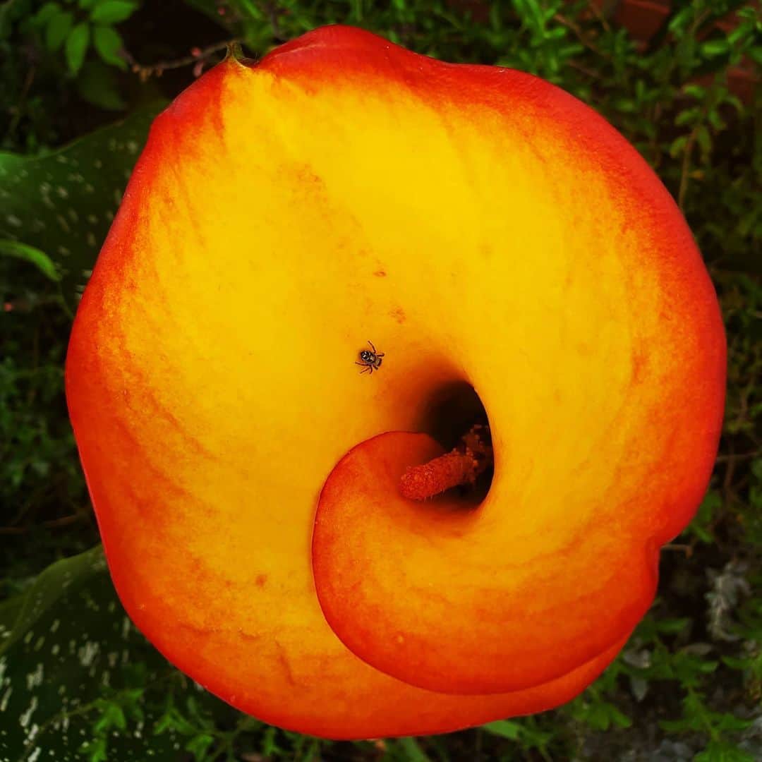 のインスタグラム：「CALLA LILY +🕷🕷🕷🏵🏵🏵 #GASOLINEGARDEN #ILOVEGARDENS #GARDENSRULE #GARDENCHURCH #GARDENPARTY #GARDENMAGIC #AVANTGARDEN #GARDENS #GARDENGANGSTER #GARDEN #GRADENLIFE #GARDENER #GARDENTIME  #GARDENING #VEGETABLEGARDEN #FLOWERS #SUCCULENTS  #PLANTS  #CACTUS #callalily #AYEARINFLOWERS  #shadowhills  #THANKYOU @gasolineglamour  #GASOLINEGLAMOUR」