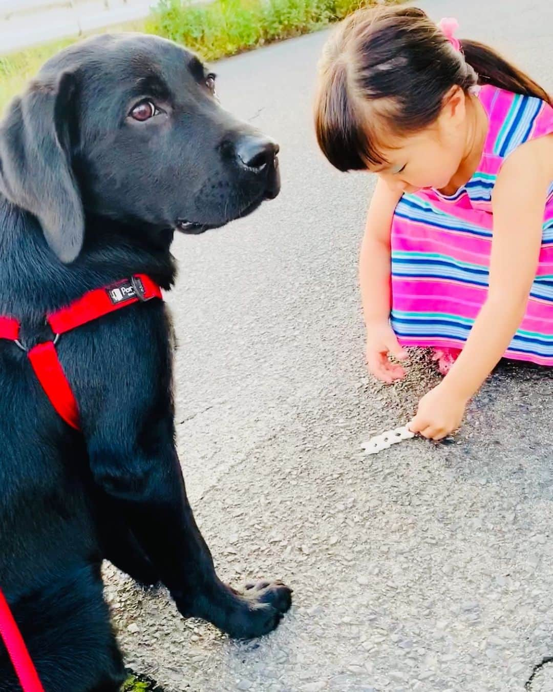 藤井惠さんのインスタグラム写真 - (藤井惠Instagram)「花 5か月になりました🐶 よく遊んでよく食べて元気にすくすく育っています❣️ #黒ラブラドール #子犬 #13.8kg #女の子 #5ケ月 #6月19日 #黒ラブ #ラブラドール #大型犬のいる生活」6月20日 8時34分 - megumi_fujii