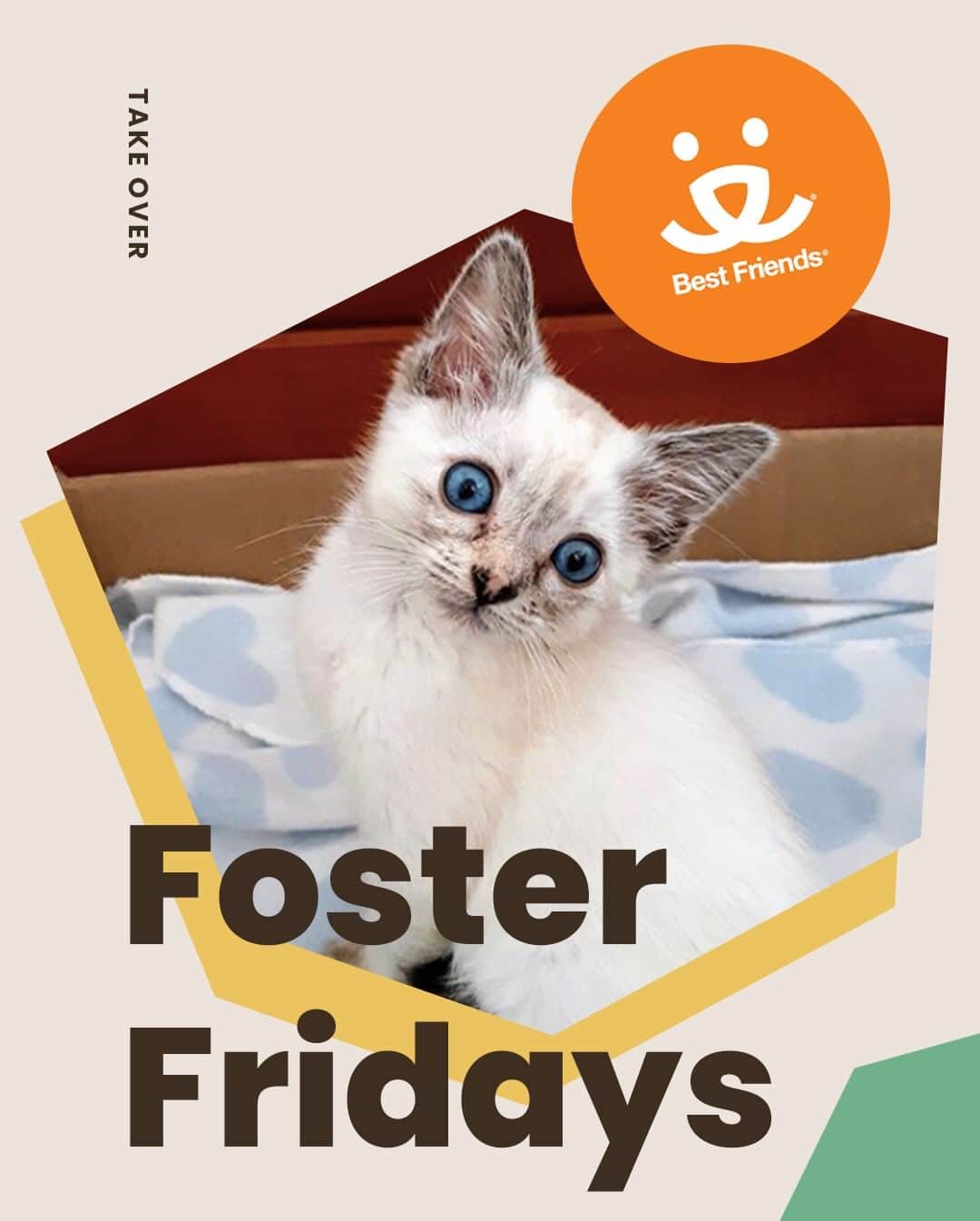 Cats of Instagramさんのインスタグラム写真 - (Cats of InstagramInstagram)「Today is #FosterFridays with @bestfriendsanimalsociety! Climb on over to our stories to hear what they’re up to right now. ⁣ •••⁣ Every Friday, one of our favorite organizations takes over our Instagram stories! Please visit + follow their social to learn more.」6月20日 8時35分 - cats_of_instagram