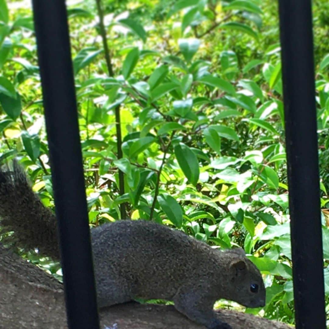 のインスタグラム：「この前見かけた野生のリスの写真を見て癒されるわたし🐿 かわいい🐿  #動物大好き #自然大好き #リス」