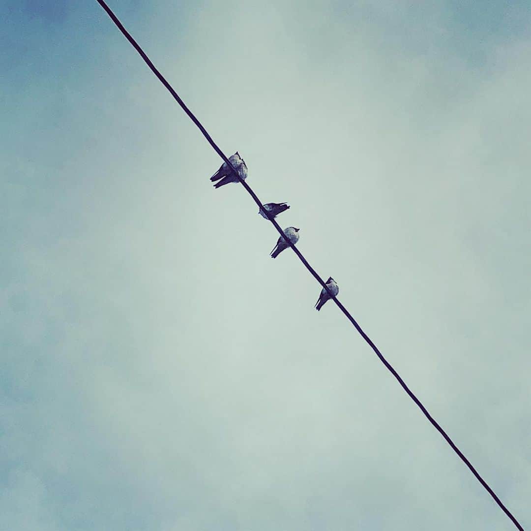 川本睦子さんのインスタグラム写真 - (川本睦子Instagram)「#朝むつ散歩  散歩は良い。  #walkingfeelsgood #鳥の声 #🕊」6月20日 8時39分 - muzco