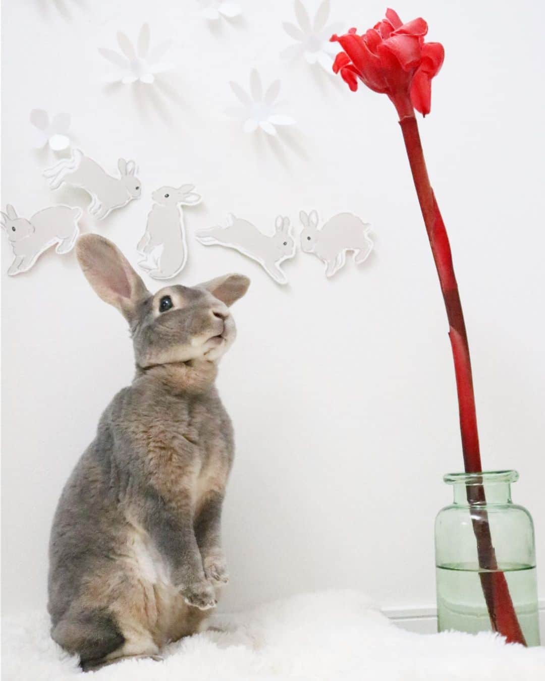 Kayoのインスタグラム：「さーくvsトーチジンジャー🌺 背くらべ、完敗っす！」