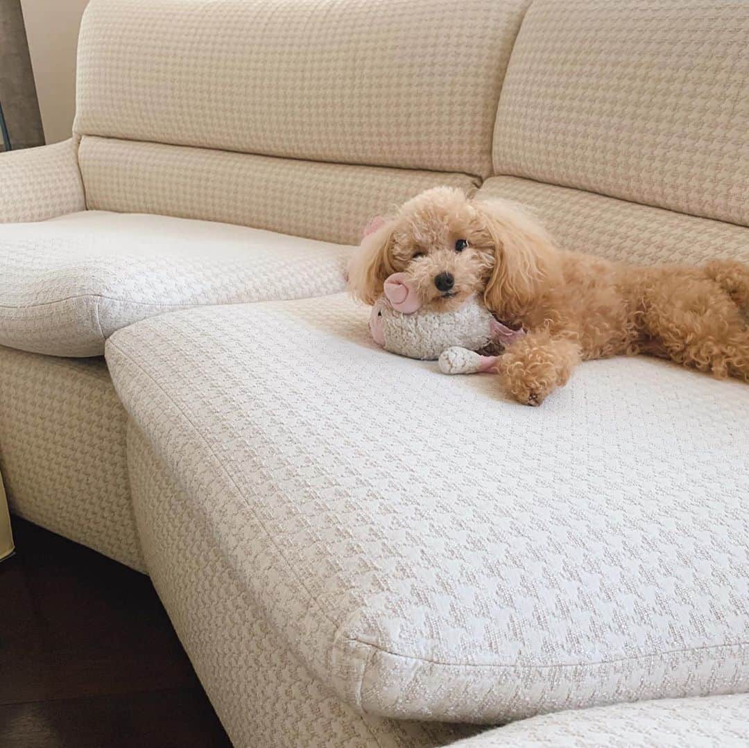 多岐川華子さんのインスタグラム写真 - (多岐川華子Instagram)「だいぶモフモフになってきたねぇ。今日はトリミングだよ🐶 おもちゃを枕にしてる。かっわいいなぁ . . #愛犬 #もなか #1歳4ヶ月 #トイプー #トイプードル女の子」6月20日 8時46分 - hanako__official