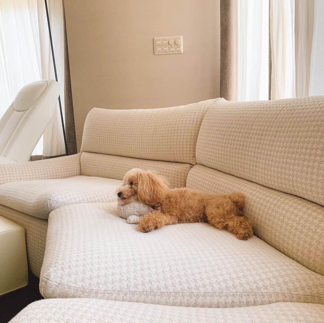 多岐川華子さんのインスタグラム写真 - (多岐川華子Instagram)「だいぶモフモフになってきたねぇ。今日はトリミングだよ🐶 おもちゃを枕にしてる。かっわいいなぁ . . #愛犬 #もなか #1歳4ヶ月 #トイプー #トイプードル女の子」6月20日 8時46分 - hanako__official