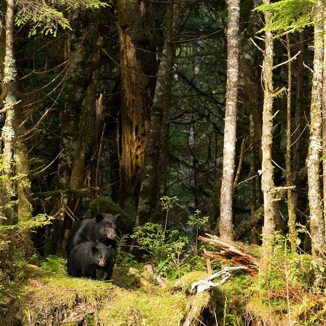 National Geographic Travelさんのインスタグラム写真 - (National Geographic TravelInstagram)「Photo by @daisygilardini | Black bears are the smallest and most numerous of North American bears. They are widely distributed throughout British Columbia, Canada’s westernmost province, except in the big cities. Conflict with people is common, because of their large numbers and wide distribution. Each year, conservation officers in British Columbia kill up to a thousand black bears, due to conflicts over garbage, farm waste, food found in campgrounds, beehives, and fruit trees.  B.C.’s Ministry of Environment, in partnership with the B.C. Conservation Foundation and the Union of B.C. Municipalities, has designed a Bear Smart community program. The program’s goal is to reduce or prevent human-bear conflict through information and education about bear-proof waste management and by implementing Bear Smart’s rules and recommendations. Follow me @DaisyGilardini for more images and stories behind the scenes. #bear #blackbear #canada #BritishColumbia」6月20日 9時04分 - natgeotravel