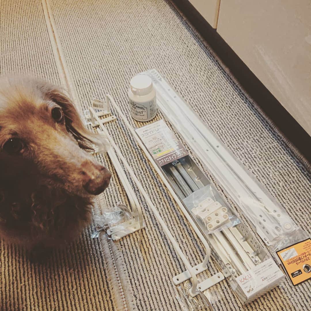 くるみんのインスタグラム：「* レールを2種類購入しました 難しいのはパパの担当  #ミニチュアダックスフンド #ミニチュアダックスフント #ミニチュアダックス #イザベラタン #イザベラ #ダックスlove #ダックス多頭飼い #ダックスフント #ダックスフンドカニンヘン #ダックス部 #ダックス大好き #ダックスフンド #ダックス #いぬばか部 #いぬすたぐらむ #短足部 #スライドレール #dachshundgram #dachshund #dachs #dogstagram #instagramdog #instadachs #instadog #inustagram #kyounodachs #todayswanko #7pets_1day #diy #だっくすふんど」