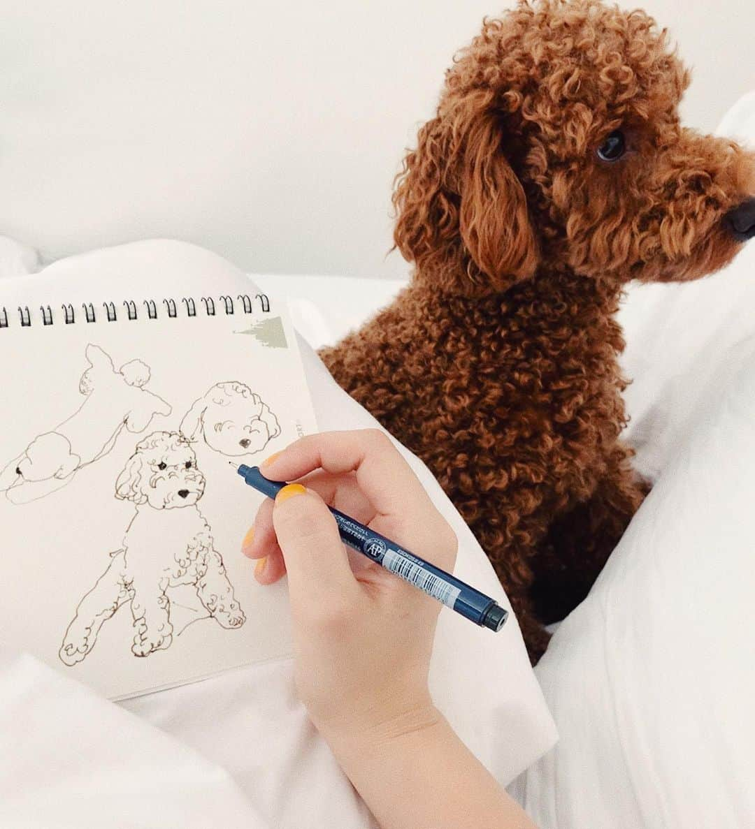 WALNUTさんのインスタグラム写真 - (WALNUTInstagram)「Quick warm up #walsketch_ from this morning . 今日も朝からモデルご苦労様さまです🐶」6月20日 9時12分 - walnut_illustration