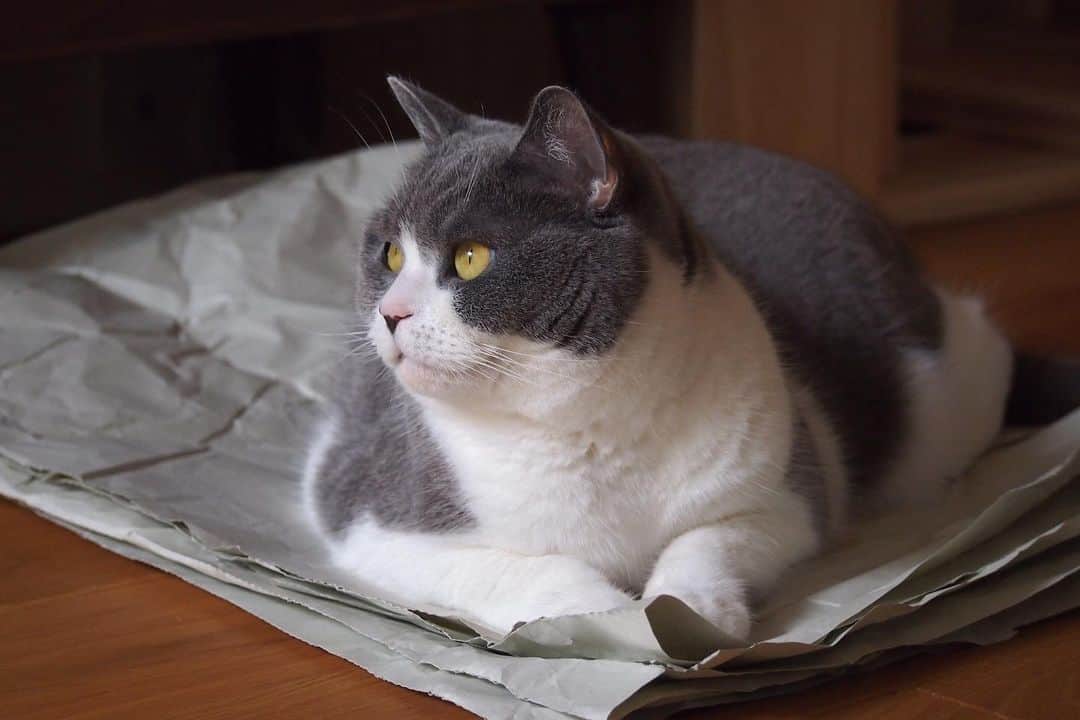 カブのインスタグラム：「紙のシワを伸ばす簡単なお仕事  #猫が親切丁寧に指導します #アットホームな職場です」