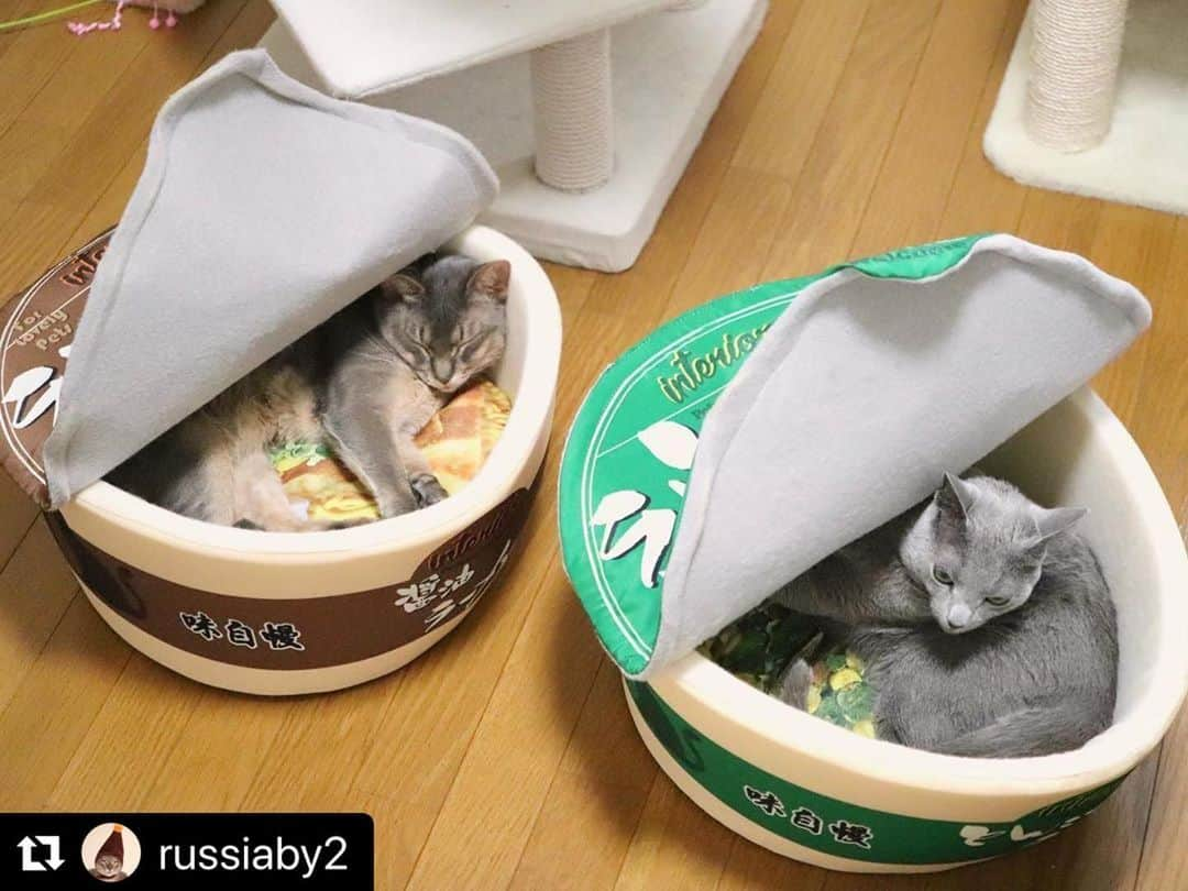 ねこさんのインスタグラム写真 - (ねこInstagram)「【#ねこは人を笑顔にする】❣️ お湯を注いで3分待って…できあがり〜🍜✨ @russiaby2 さん、ありがとう😊🍜🍜🍜💕 #Repost @russiaby2 with @make_repost ・・・ ついに❣️﻿ ﻿ にゃ〜麺がふたつ並んだよ〜✌️😆﻿ ﻿ ﻿ ふたりとも寝てたからそ〜っとカメラを出してたら、その音で麦ちゃん起こしちゃった💦﻿ ﻿ ﻿ #IGersJP #weeklyfluff #ふわもこ部 #幸せ猫ぐらし #うちの子優勝 #theoryanimal #マイステイホーム #シマホスマイル #おうちでねこ休み #peppycats20秋表紙応募 #peppyフォト部 #スタンドバイニャーコンテスト #猫びより #ノミマダニ対策ならフロントライン #リラックスmiawmiaw2020夏 #ねこは人を笑顔にする #ネムリ顔フォトコン #ペコねこ部 #fiatloves_pets #カップ麺ペットハウス #カップ麺ベッド  @moosoojapan #おうちのカワイイペット #部屋ねこmiawmiaw2020 #kissとにゃんこ #catsofinstagram #rakutenpet #猫 #ロシアンブルー #Russianblue」6月20日 9時44分 - neko_magazine