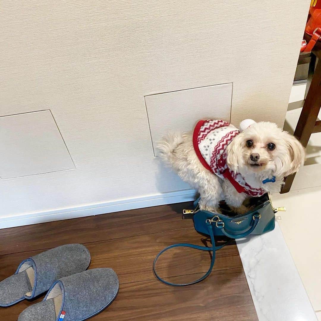 May Pakdee メイ パクディさんのインスタグラム写真 - (May Pakdee メイ パクディInstagram)「‘Now you have to take me with you’ attitude 😂 Well I have no choice, you’re coming to the post office 🤷🏻‍♀️😂 .#maltipoo . . . ピーナッツ🥜新しい作戦. #全然入ってないけど #凄く頑張ったで賞 🎊」6月20日 9時56分 - maypakdee