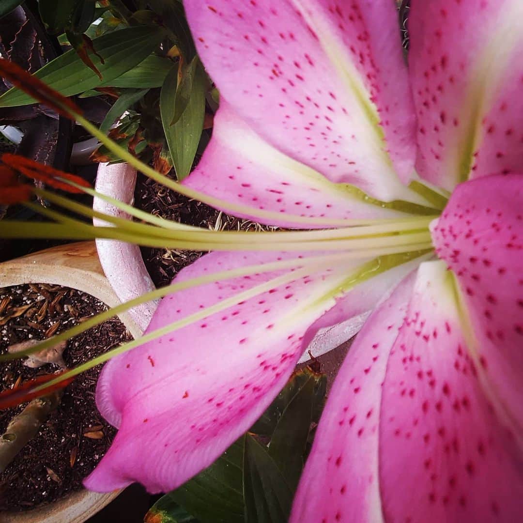 のインスタグラム：「ROBERTA ORIENTAL LILY 🌸🌸🌸🌸🌸🌸 #GASOLINEGARDEN #ILOVEGARDENS #GARDENSRULE #GARDENCHURCH #GARDENPARTY #GARDENMAGIC #AVANTGARDEN #GARDENS #GARDENGANGSTER #GARDEN #GRADENLIFE #GARDENER #GARDENTIME  #GARDENING #VEGETABLEGARDEN #FLOWERS #SUCCULENTS  #PLANTS  #CACTUS #LILY #ROBERTAORIENTALLILY #AYEARINFLOWERS  #shadowhills  #THANKYOU @gasolineglamour  #GASOLINEGLAMOUR @hollandbulbfarms  #hollanbulbfarms」