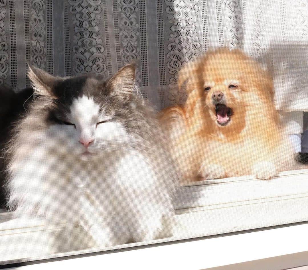 Hanaさんのインスタグラム写真 - (HanaInstagram)「ふぁぁあ〜🐶 * むにむに…🐱 * ネムネムきょうだい * * ブログ更新しました♪ http://kedamakyoudai.blog.jp/ #NorwegianForestCat#Pomeranian#japan#catlover#doglover#dogs#cat#Kawaii#fluffy#pom#fluffydog#catsofinstagram#dogsofinstagram#fluffycat#ノルウェージャンフォレストキャット#ポメラニアン#pecoいぬ部#ペコねこ部#犬と猫のいる暮らし#かわいい#cute#cutecat#cutedog#funny#funnydog#funnycat#いぬのきもち#ねこのきもち#ライブドアインスタブロガー」6月20日 9時58分 - mofu2family