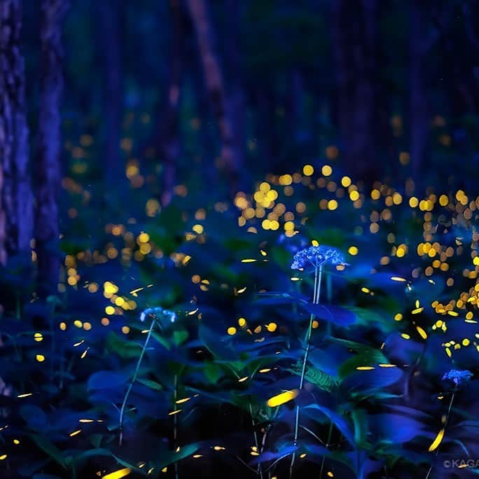 KAGAYAさんのインスタグラム写真 - (KAGAYAInstagram)「ヒメボタルの光の軌跡と紫陽花。 星明かりの届かない森の中に入ると、 そこは蛍火でいっぱいの世界でした。 （2017年撮影） 今週もお疲れ様でした。」6月20日 20時48分 - kagaya11949