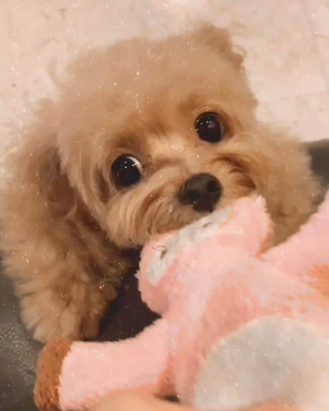 Ⓜ️їк◎ みこ 미코 ? Dogsのインスタグラム：「I finally had my hair cut 💇🏼‍♀️ after 3 months because of the lockdown 🥰😅 Swipe to 3rd furto for my pre-grooming-look 🤣 #HappyPhase2 to my dear furiends 😘 . 📆〔20Jun2020〕 . #maltipoosofinstagram #dogs #barkhappy #maltipoo #maltese #toypoodle #ワンコ #わんこ #犬 #いぬ #トイプードル #dogsoftheday #poodlesofficial #poodle #puppylove #petfancy#furball #sgpet #poodleclub #poodleclubsg #furbabies #furballs #puppiesforall #pawsomepoodles #singaporedogs #개 #푸들 #강아지」