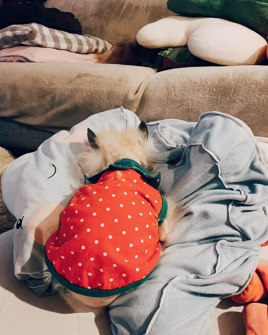 r_oseのインスタグラム：「That’s how comfy looks like🐰🍓〰️」
