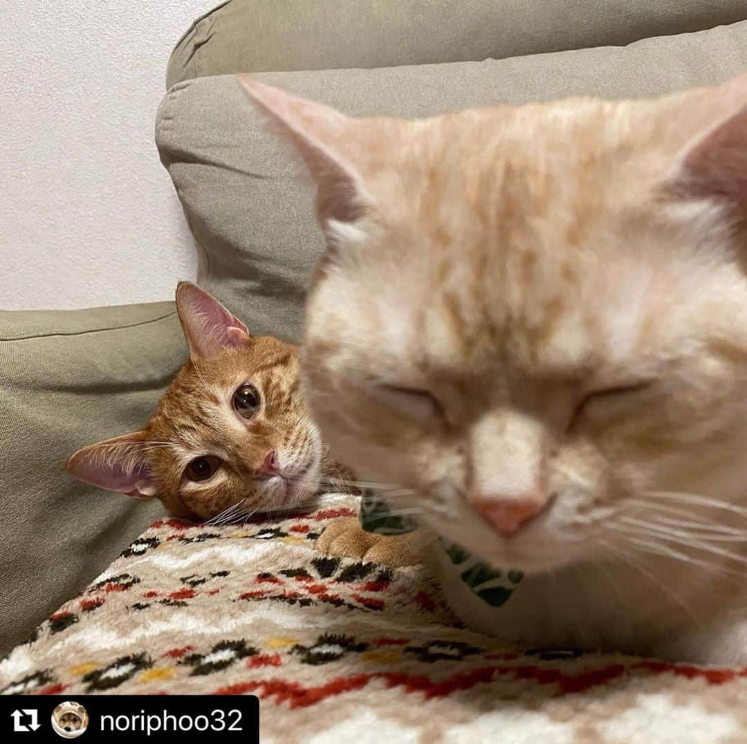 のインスタグラム：「【#ねこは人を笑顔にする】❣️ はい、ひょっこりはん❤️👋🏻 @noriphoo32 さん、ありがとう👩‍❤️‍💋‍👩 #Repost @noriphoo32 with @make_repost ・・・ ひょっこりちび太…  #アメショ#アメショー #アメリカンショートヘア #クリームタビー#保護猫#保護猫と暮らす #茶トラ#茶トラ男子部 #ねこ#猫のいる暮らし #猫好きさんと繋がりたい #ねこ#ねこすたぐらむ #ねこは人を笑顔にする #ペコねこ#ふわもこ部  #ぼくも撮って #れおの寝込みを襲いに来た」