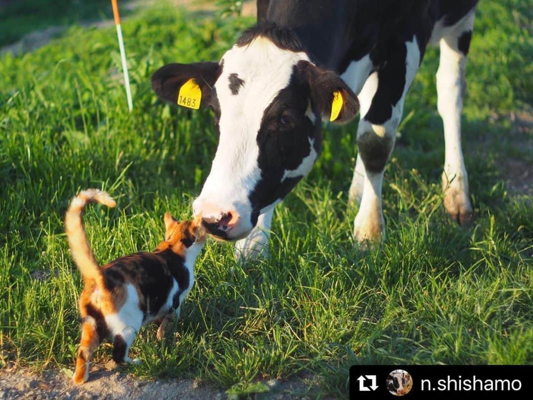 のインスタグラム：「【#ねこは人を笑顔にする】❣️ 牛さんとご挨拶💋😸🐄 @n.shishamo さん、ありがとうっ✨👼🙌🏻 #Repost @n.shishamo with @make_repost ・・・ 挨拶してた😚💕 .  #えがお #笑顔 #三毛猫 #みけねこ部 #ねこ #牛舎猫 #牧場猫 #酪農 #牧場 #可愛い #オールドレンズに恋をした #何気ない瞬間を残したい #何気ない日常 #ねこすたぐらむ #ねこ好き #ねこのきもち #ペコねこ部 #nekoくらぶ #ねこは人を笑顔にする #cat #barncat #cute #kawaii #mylife #farm #goodday #kalm」