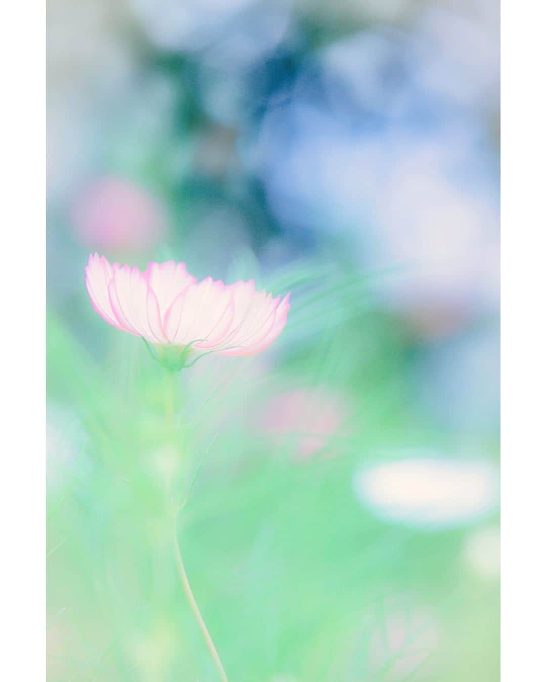 花の写真館のインスタグラム：「Photo by Chikako Onodera.⠀ .⠀ Original Post[投稿いただいたURL]⠀ https://www.facebook.com/photo.php?fbid=1573226802815705⠀ .⠀ 本アカウントは、 #私の花の写真 をつけてInstagramに投稿された皆さまの花の写真や、「花の写真館」Facebookページで投稿された花の写真を紹介します。⠀ 「花の写真館」Facebookページは、「 @floral.photograph 」のプロフィールにあるURLからご覧ください。⠀ .⠀ ※各自、政府、自治体など公的機関の指示に従った行動をお願いします。⠀⠀ 東京カメラ部および分室では、写真を「見る楽しみ」を提供することを通して、微力ながら皆様にわずかな時間でも癒しをお届けしたいと思っております。⠀ ※本アカウントは東京カメラ部がFacebook、Instagramのサービスを利用して運営しているもので、Facebook社・Instagramとは一切関係ありません。⠀ .⠀ #花の写真館 #floralphotograph #floralphoto #flower #flowers⠀ Follow: @floral.photograph」