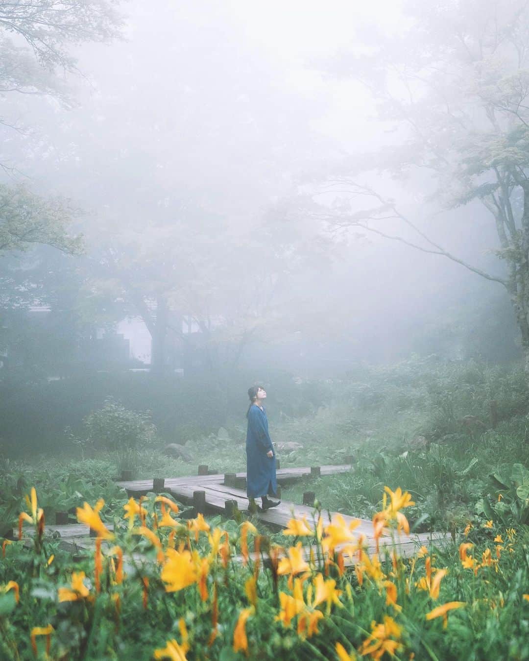 shinichi38のインスタグラム：「﻿ Misty flower field 🌿﻿  ﻿ Location 六甲山 2020/06/14 #グッとくるひょうご」