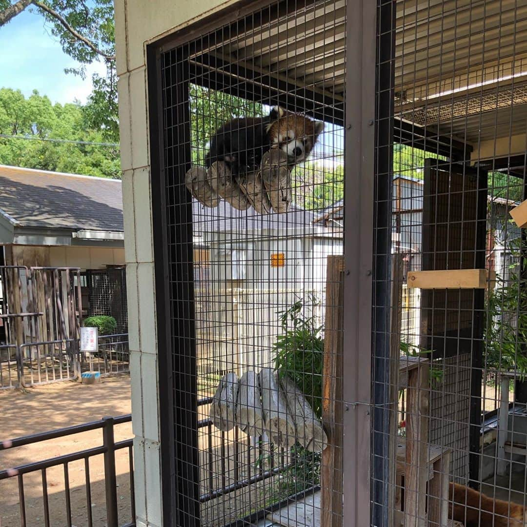 竹下佳江さんのインスタグラム写真 - (竹下佳江Instagram)「#姫路城 #姫路市動物園 #大人210円子供30円 #お財布に優しい #週末は子供時間 #お外に出られる幸せ #あたりまえがあたりまえじゃない #感謝 #ソーシャルディスタンス  みなさんお休みはどんな過ごし方をされてますかぁ？」6月20日 19時54分 - takechanman0318