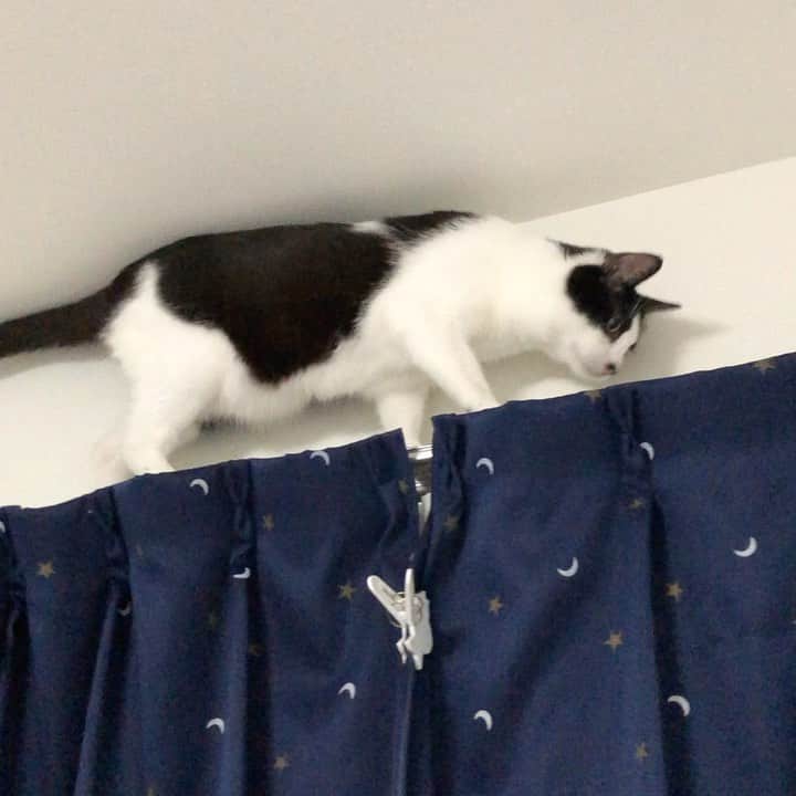 ぽんずのインスタグラム：「ついに覚えてしまった… カーテンレール渡り…  #ねこ#猫#cat#猫好き#親バカ#はちわれ#ハチワレ#はちわれ猫#ハチワレ猫#白黒猫部#にゃんすたぐらむ#ilovecat#猫大好き#うちの猫自慢#白黒猫 #我が家のぽんずくん #ちゅーちゅー妖怪」