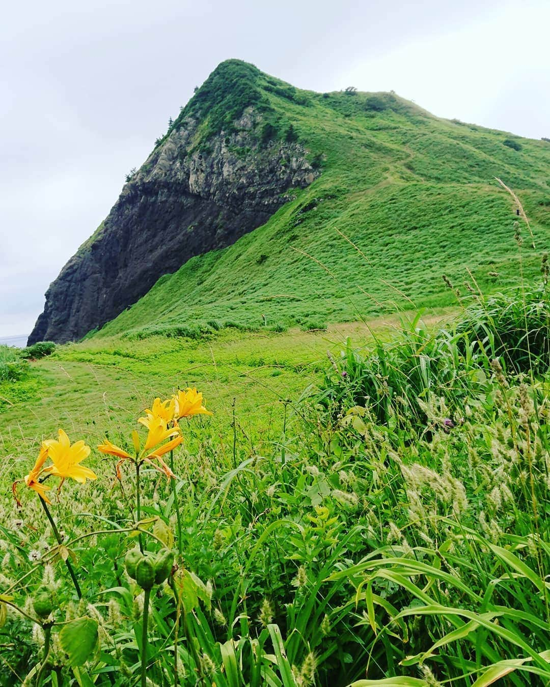 伊勢みずほさんのインスタグラム写真 - (伊勢みずほInstagram)「佐渡。 大野亀。  この時期の佐渡は緑の勢いが凄くて飲み込まれそう。  アワビむしゃむしゃ😋  #佐渡 #佐渡旅 #佐渡最高 #大野亀 #キバナカンゾウ #アワビ #あわび #佐渡グルメ #深呼吸 #緑 #自然 #癒し #女子旅 #感謝 #初夏 #☀️ #伊勢みずほ #命の洗濯 #願 #niigata #sado #japan #trip #travel #japan_of_insta #naturephotography #naturelovers #nature」6月20日 20時23分 - isemizuhoo