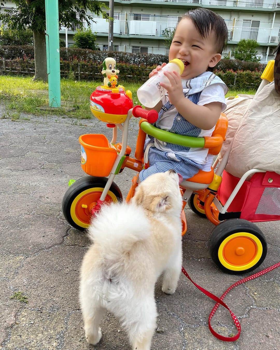Momoeのインスタグラム：「みよ、わたげと初対面の巻💘 . .  #happy #家事 #育児 #family #家族 #boy #smile #男の子 #息子 #code #love #lucky #kids #子供 #thankyou #宝物 #ベビー #fashion #follow #心 #縁 #パパ #ママ #家族写真 #男の子ママ #赤ちゃん写真 #photo #子育て #1歳 #flower」