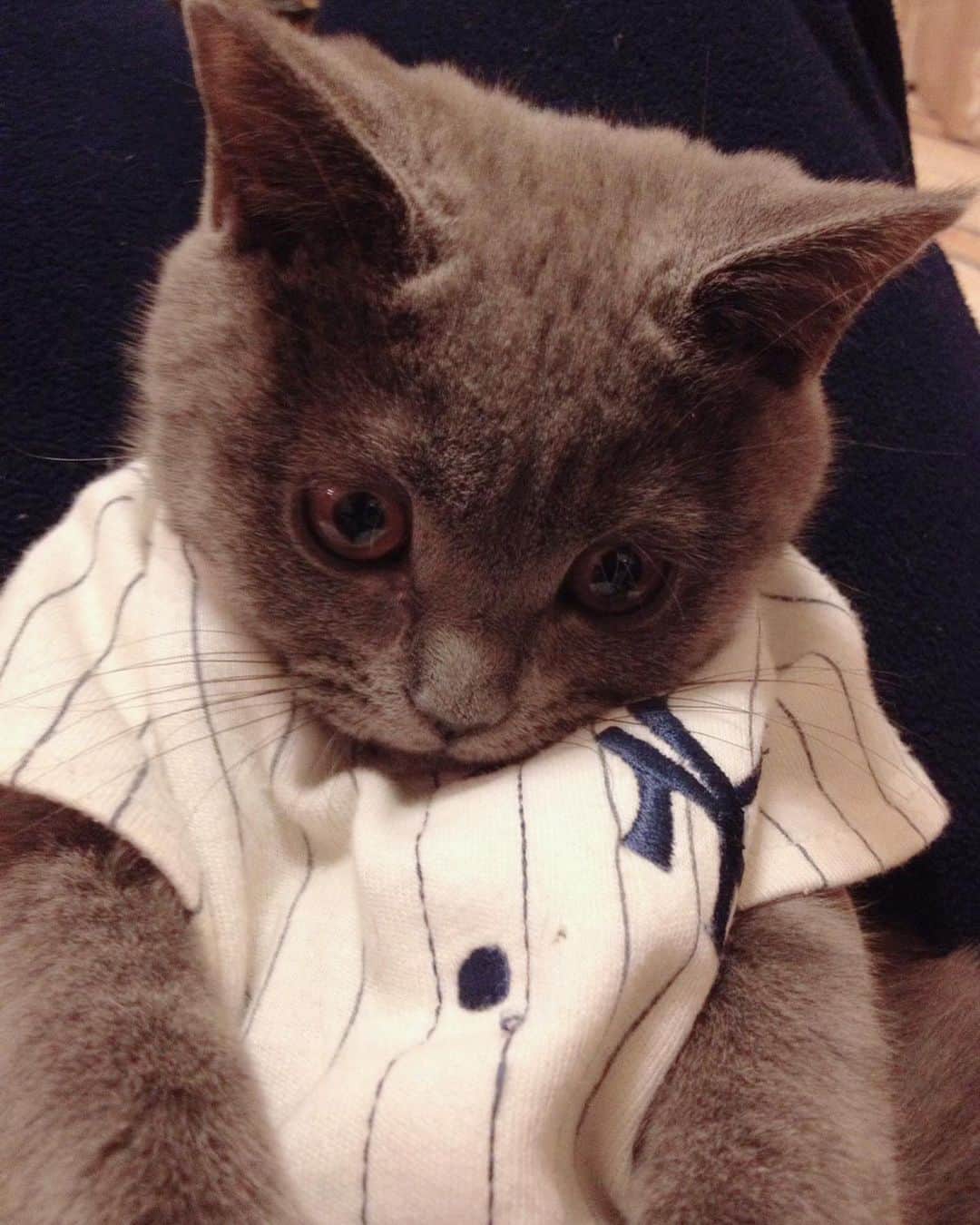飯島颯さんのインスタグラム写真 - (飯島颯Instagram)「初めて洋服を着たクマくん⚾️ #猫#ネコ#ブリティッシュショートヘア#ブリ商会#ねこ#ねこ部#ふわもこ部#ねこすたぐらむ#にゃんすたぐらむ#猫のいる暮らし」6月20日 20時32分 - hayate_kumakun_official