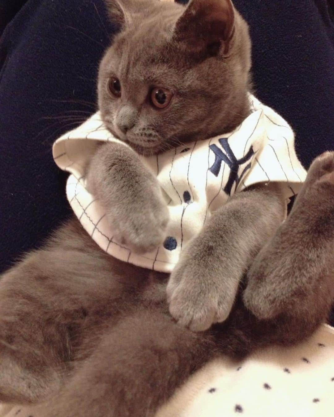 飯島颯さんのインスタグラム写真 - (飯島颯Instagram)「初めて洋服を着たクマくん⚾️ #猫#ネコ#ブリティッシュショートヘア#ブリ商会#ねこ#ねこ部#ふわもこ部#ねこすたぐらむ#にゃんすたぐらむ#猫のいる暮らし」6月20日 20時32分 - hayate_kumakun_official