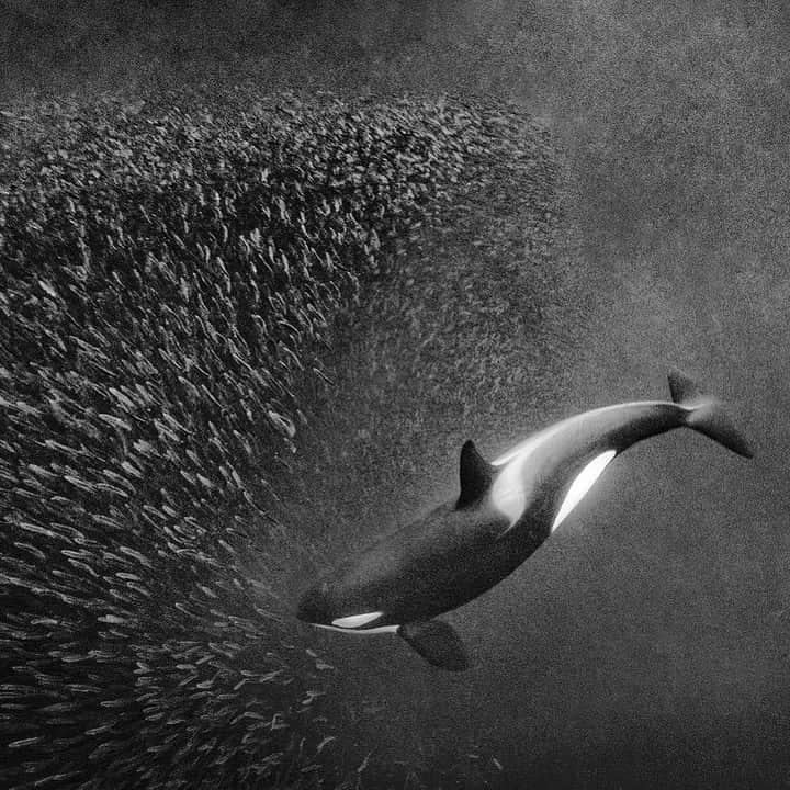 ナショナルジオグラフィックさんのインスタグラム写真 - (ナショナルジオグラフィックInstagram)「Photo by @paulnicklen | An orca corrals a school of herring underneath an icy fjord off the coast of northern Norway. Lofoten, Vesterålen, and Senja make up a chain of islands where a millennia ago glaciers created fjords, cutting the land into a series of inlets bordered by steep cliffs—stone giants asleep in the sea. The continental shelf off the coast is very narrow. In some places it stretches for only a few kilometers; in others, for some 35-40 kilometers (20-25 miles); and in still others it suddenly drops off, the depths plunging from a few hundred to a few thousand meters. This is one reason why these islands are so special. Water rich with nutrients from the deep Atlantic flows up and outward—the lifeblood of the marine ecosystem on which humans have long depended. Follow me @PaulNicklen for more photos that meld science and art to create powerful conservation imagery.  #TurningTheTide #LeveHavet #ExtinctionEndsHere #Norway」6月20日 12時30分 - natgeo