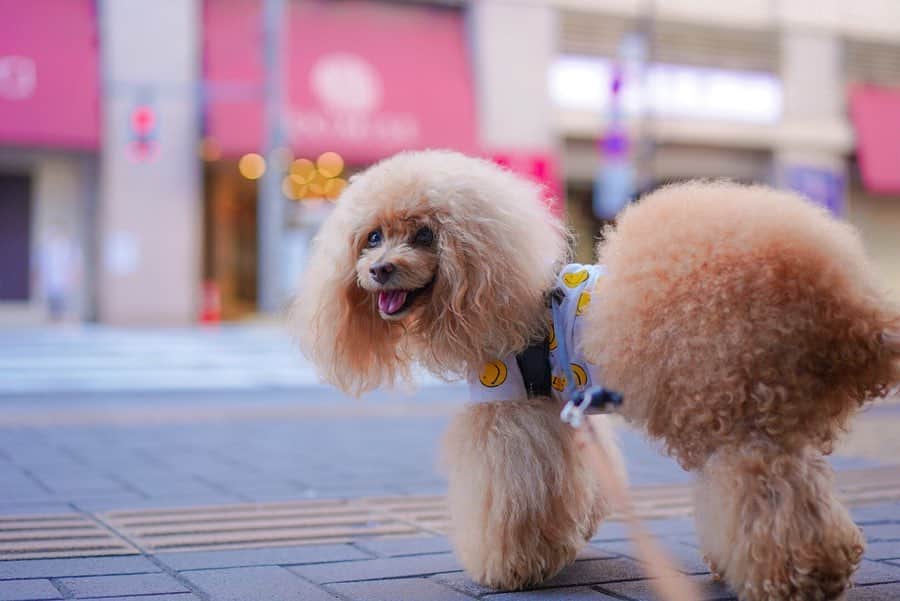 Toypoodle Mikuru?Asakusa Tokyoのグルメインスタ